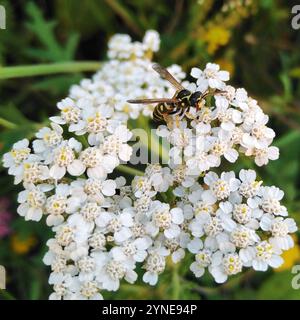 Gros plan Vespula germanica - guêpe européenne, guêpe allemande ou gilet jaune allemand - qui a atterri sur une fleur de verruelle commune Banque D'Images