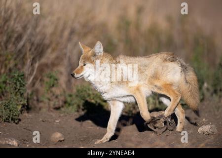 Piégeage des coyotes dans le Dakota du Nord Banque D'Images