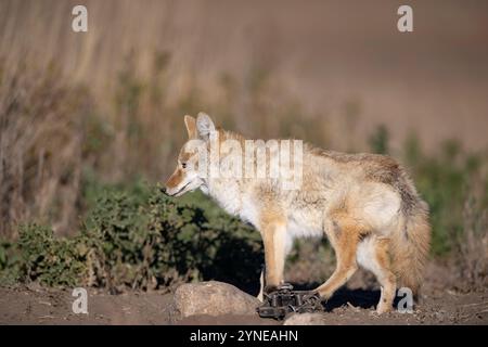 Piégeage des coyotes dans le Dakota du Nord Banque D'Images