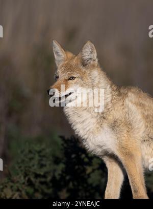 Piégeage des coyotes dans le Dakota du Nord Banque D'Images