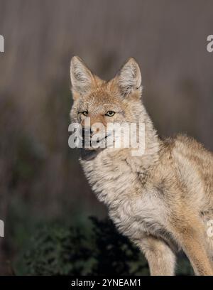 Piégeage des coyotes dans le Dakota du Nord Banque D'Images