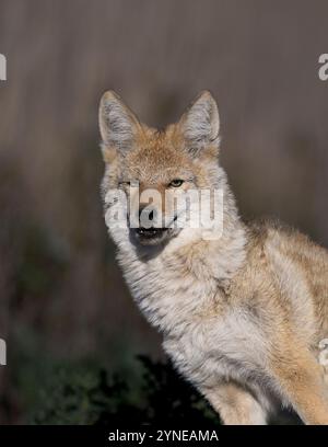 Piégeage des coyotes dans le Dakota du Nord Banque D'Images