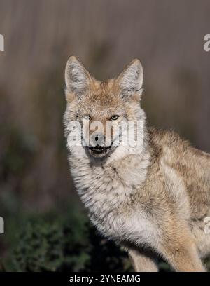 Piégeage des coyotes dans le Dakota du Nord Banque D'Images