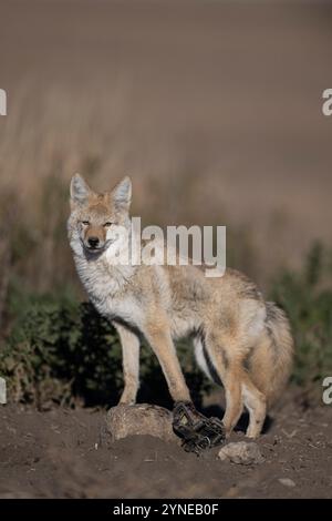 Piégeage des coyotes dans le Dakota du Nord Banque D'Images