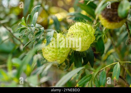 Gomphocarpus physocarpus, communément connu sous le nom de boules de cheveux, montgolfière, buisson de coton de ballons, boules d'évêque, tête de cloueur, ou plante de cygne, est une espèce de d Banque D'Images