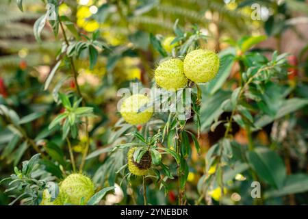 Gomphocarpus physocarpus, communément connu sous le nom de boules de cheveux, montgolfière, buisson de coton de ballons, boules d'évêque, tête de cloueur, ou plante de cygne, est une espèce de d Banque D'Images