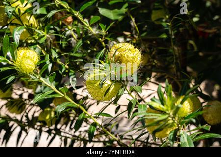 Gomphocarpus physocarpus, communément connu sous le nom de boules de cheveux, montgolfière, buisson de coton de ballons, boules d'évêque, tête de cloueur, ou plante de cygne, est une espèce de d Banque D'Images