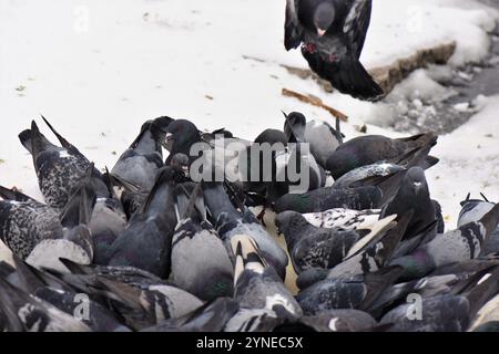 Troupeau de pigeons sur la neige Banque D'Images