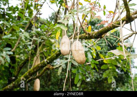 Kigelia est un genre de plantes à fleurs de la famille des Bignoniaceae. Le genre se compose d'une seule espèce, Kigelia africana, qui se trouve tout au long de l'année Banque D'Images