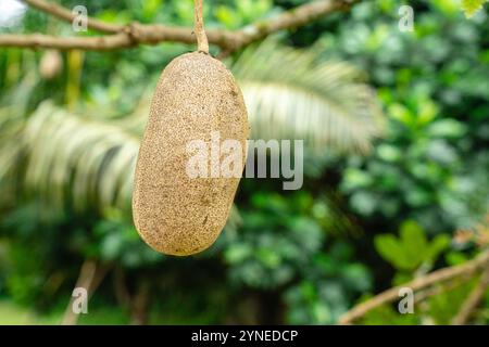 Kigelia est un genre de plantes à fleurs de la famille des Bignoniaceae. Le genre se compose d'une seule espèce, Kigelia africana, qui se trouve tout au long de l'année Banque D'Images