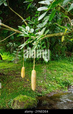 Kigelia est un genre de plantes à fleurs de la famille des Bignoniaceae. Le genre se compose d'une seule espèce, Kigelia africana, qui se trouve tout au long de l'année Banque D'Images