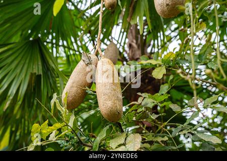 Kigelia est un genre de plantes à fleurs de la famille des Bignoniaceae. Le genre se compose d'une seule espèce, Kigelia africana, qui se trouve tout au long de l'année Banque D'Images