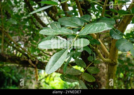 Kigelia est un genre de plantes à fleurs de la famille des Bignoniaceae. Le genre se compose d'une seule espèce, Kigelia africana, qui se trouve tout au long de l'année Banque D'Images