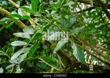 Kigelia est un genre de plantes à fleurs de la famille des Bignoniaceae. Le genre se compose d'une seule espèce, Kigelia africana, qui se trouve tout au long de l'année Banque D'Images