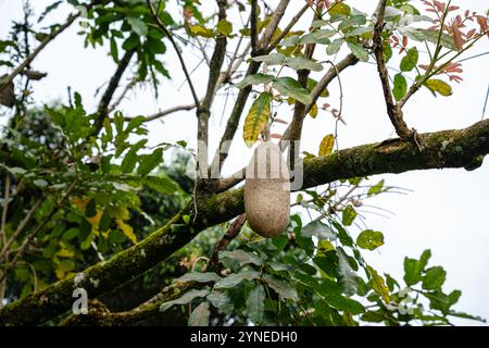 Kigelia est un genre de plantes à fleurs de la famille des Bignoniaceae. Le genre se compose d'une seule espèce, Kigelia africana, qui se trouve tout au long de l'année Banque D'Images