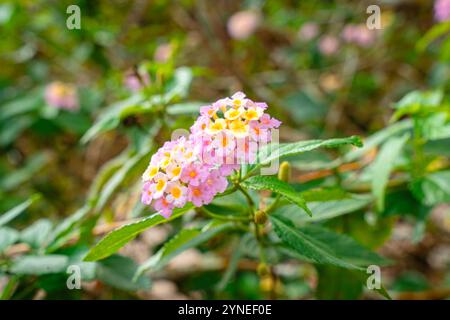 Lantana camara commune lantana est une espèce de plante à fleurs de la famille des verveines Banque D'Images