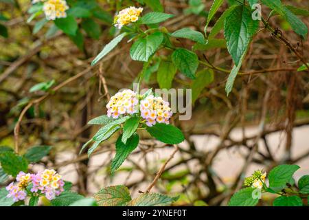 Lantana camara (lantana commune) est une espèce de plante à fleurs de la famille des verveines (Verbenaceae), Banque D'Images