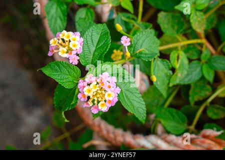 Lantana camara (lantana commune) est une espèce de plante à fleurs de la famille des verveines (Verbenaceae), Banque D'Images