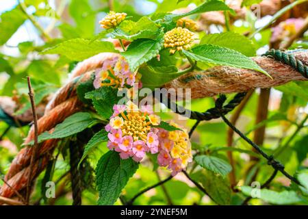 Lantana camara (lantana commune) est une espèce de plante à fleurs de la famille des verveines (Verbenaceae), Banque D'Images