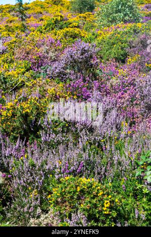 Purple Bell Heather, jaune Western Gorse et Ling sur Selworthy Beacon dans le parc national Exmoor. Erica cinerea, Ulex gallii et Calluna vulgaris. Banque D'Images