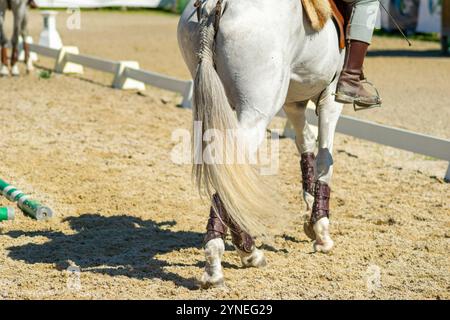 vue des jambes d'un cheval blanc de race pure lors d'une exposition équestre Banque D'Images