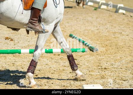 vue sur les jambes d'un cheval blanc de race pure lors d'un événement équestre Banque D'Images