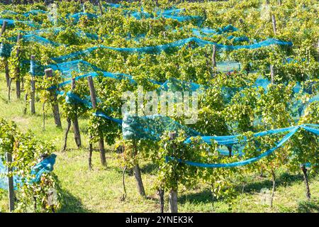 Vignoble avec raisins verts disposés en rangées couvertes de filets à Badacsony, Hongrie Banque D'Images