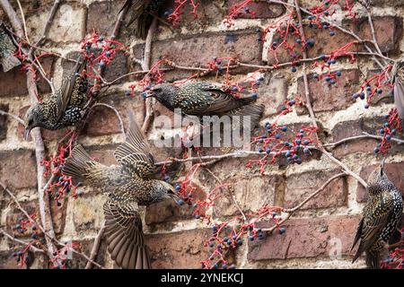 Un groupe d'étourneaux appréciant les baies d'un Virginia Creeper Parthenocissus quinquefolia sur un mur de briques à l'automne Banque D'Images