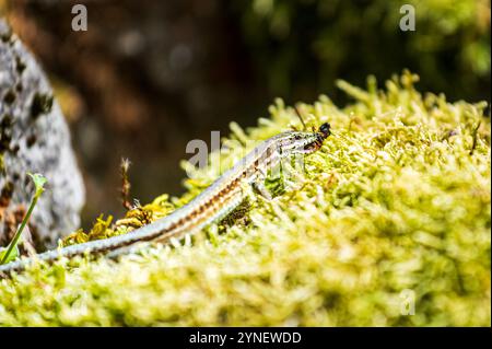 Lézard vert sur mousse mangeant un frelon Banque D'Images