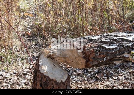 Tronc d'arbre mâché par des castors au parc Tommy Thompson à Scarborough, Toronto, Ontario, Canada Banque D'Images