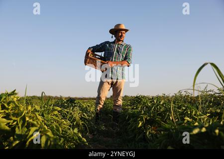 Saison de récolte. Agriculteur tenant une caisse en osier avec des aubergines fraîches dans le champ le jour ensoleillé Banque D'Images