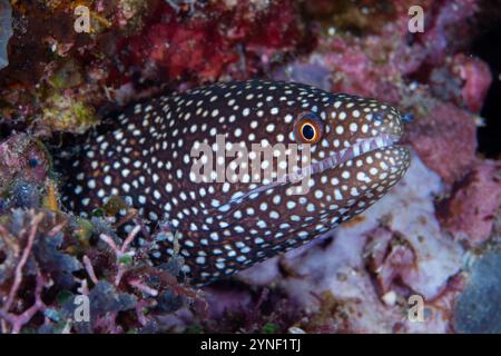 Whitemouth Moray, Gymnothorax meleagris, site de plongée de Seri Village, Pintu Kota, Ambon, îles Maluku, Indonésie Banque D'Images
