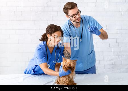 Vétérinaire professionnel avec assistant vaccinant petit chien en clinique animale, espace vide pour le texte Banque D'Images