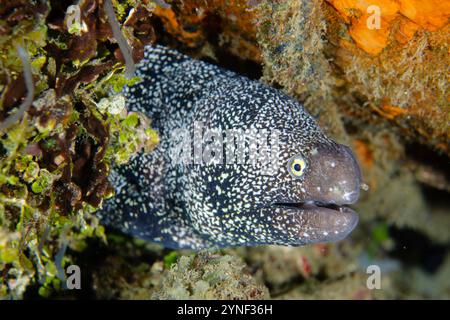 Flocon de neige Moray Eel, Echidna nebulosa, site de plongée Laha, Ambon, îles Maluku, Indonésie Banque D'Images