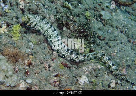 Flocons de neige Moray Eel, Echidna nebulosa, site de plongée de Lipah Beach, Amed, Karangasem, Bali, Indonésie Banque D'Images