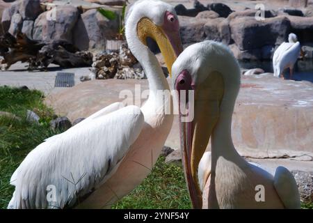 Pelican blanc -Pelecanuz onocrotalus- au bord de l'eau par une journée ensoleillée Banque D'Images
