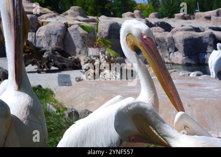 Pelican blanc -Pelecanuz onocrotalus- au bord de l'eau par une journée ensoleillée Banque D'Images