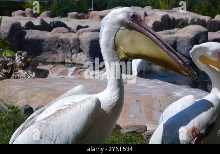 Pelican blanc -Pelecanuz onocrotalus- au bord de l'eau par une journée ensoleillée Banque D'Images