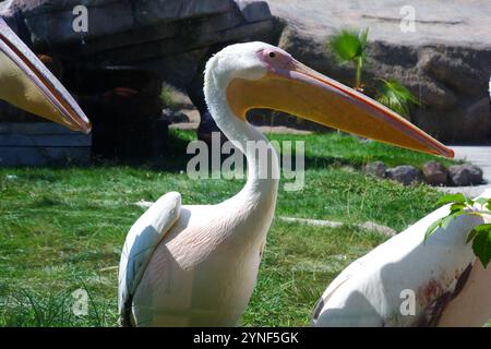 Pelican blanc -Pelecanuz onocrotalus- au bord de l'eau par une journée ensoleillée Banque D'Images
