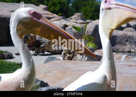 Pelican blanc -Pelecanuz onocrotalus- au bord de l'eau par une journée ensoleillée Banque D'Images