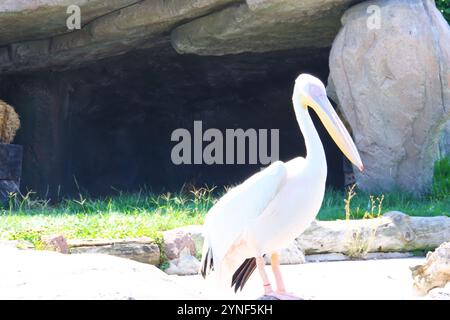 Pelican blanc -Pelecanuz onocrotalus- au bord de l'eau par une journée ensoleillée Banque D'Images