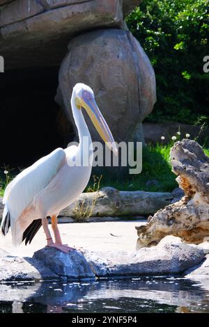 Pelican blanc -Pelecanuz onocrotalus- au bord de l'eau par une journée ensoleillée Banque D'Images