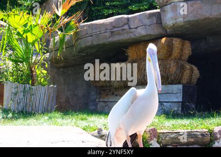 Pelican blanc -Pelecanuz onocrotalus- au bord de l'eau par une journée ensoleillée Banque D'Images