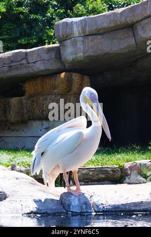 Pelican blanc -Pelecanuz onocrotalus- au bord de l'eau par une journée ensoleillée Banque D'Images