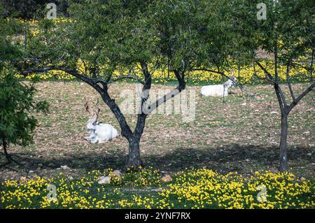 Deux chèvres reposaient paisiblement sous un arbre dans une prairie vibrante Banque D'Images