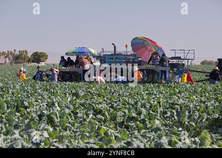 Ouvriers récoltant des brocolis biologiques dans le champ 'Brassica oleracea', var. italica Plenck. Banque D'Images