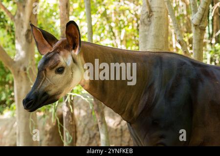Okapi Banque D'Images