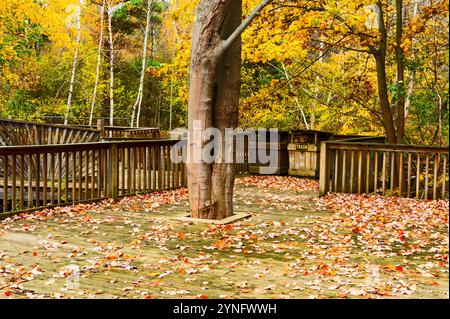 Terrasse en bois construite autour d'un arbre mature près de l'étang de pêche touristique dans le centre touristique abandonné près de Ludington, Michigan, États-Unis. Banque D'Images