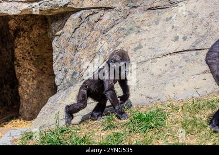 Un bébé gorille marche sur l'herbe à côté d'un rocher. Le bébé est petit et mignon Banque D'Images