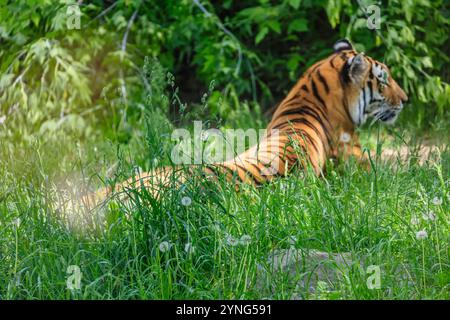 Un tigre est allongé dans l'herbe, regardant la caméra. La scène est paisible et sereine, le tigre étant le principal objectif Banque D'Images